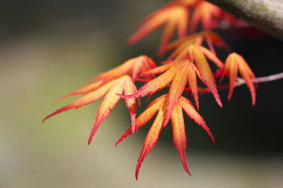 Close-up of red flowering plant