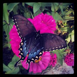 Close-up of butterfly pollinating on pink flower