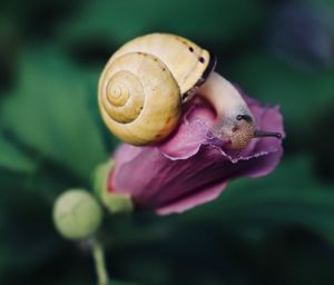 Close-up of snail on purple flower