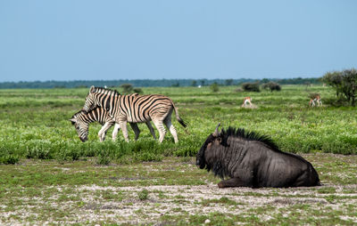 Zebras in a field