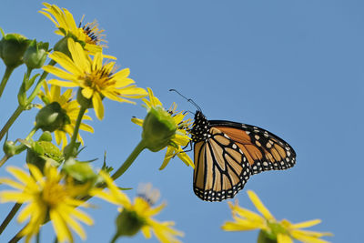 Monarch butterfly
