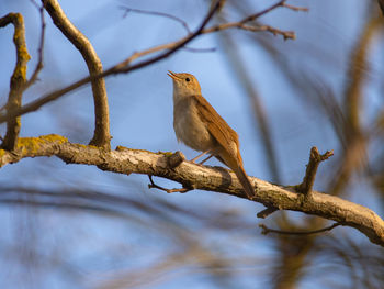 Low angle view of bird perching on branch