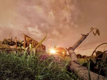 Plants on field against sky during sunset