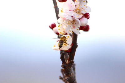 Close-up of cherry blossom on tree