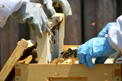 Beekeepers inspecting a young hive