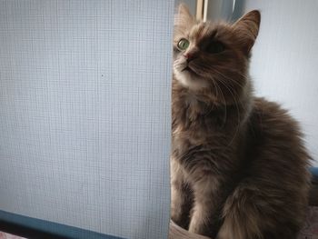 Close-up of cat sitting on floor