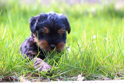 Portrait of puppy on field