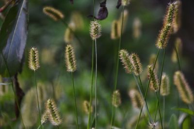 Close-up of flowering plants on field