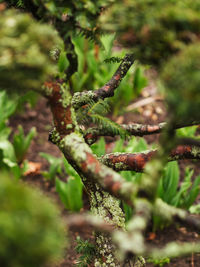 Close-up of plant in forest