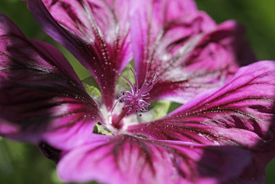 Close-up of wet pink rose flower