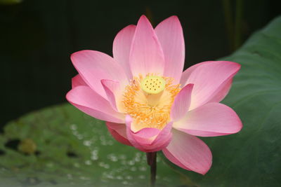 Close-up of pink lotus  in pond