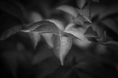 Close-up of leaves on plant