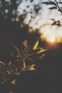 sunlight