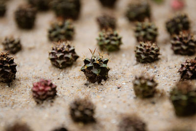 Close-up of cactus on sand