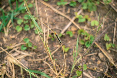 High angle view of insect on land