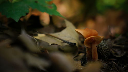 Close-up of mushroom growing on tree trunk