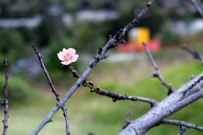 Close-up of white flowering plant