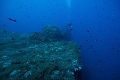 Fish swimming in sea