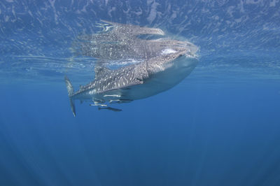 Fish swimming in sea