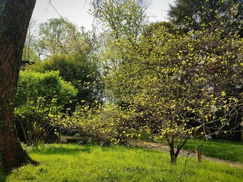 Trees growing in field