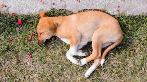 High angle view of dog lying down on field