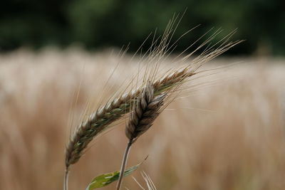 Close-up of wheat growing on field