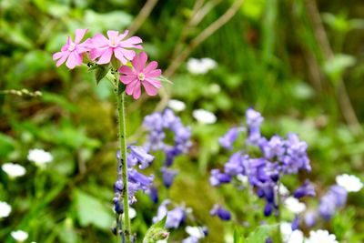 Close-up of purple flowering plant