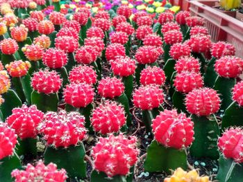 Close-up of red cactus flowers