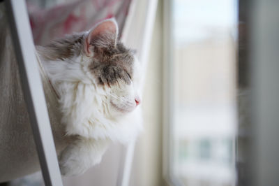 Cat sleeping on hammock beside window at home