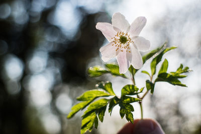 Cropped hand of person holding flowers