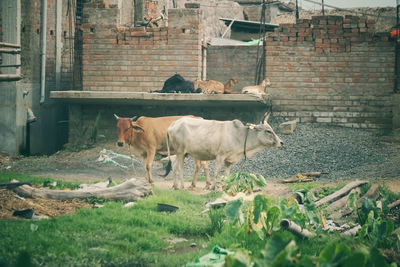 Two indian or asian cows are standing on the road against a bricks wa