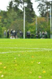 Plants growing on field in park