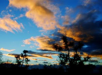 Silhouette trees against cloudy sky during sunset