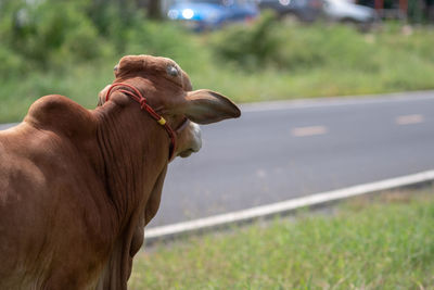 Close-up of cow on road