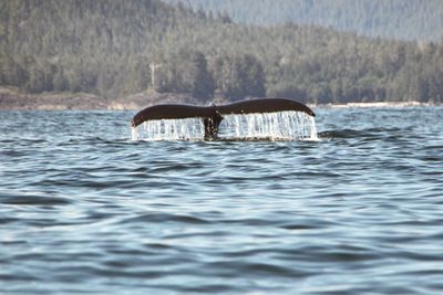 Whale swimming in sea