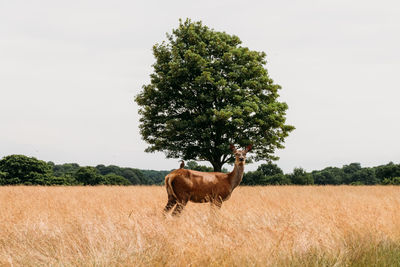 Animal standing on field