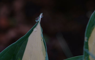 Close-up of wet leaf against blurred background