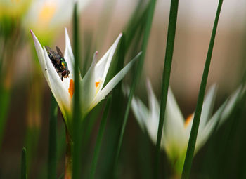 Close-up of insect on flower