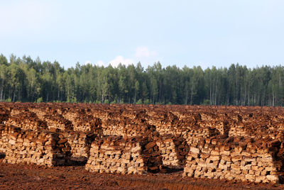 Peat stacks with trees against the sky