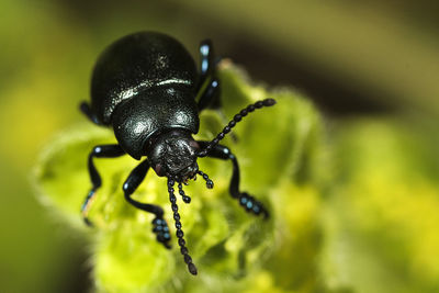 Close-up of insect on leaf