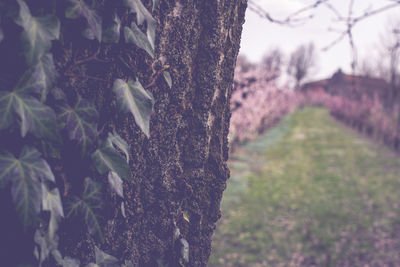 Close-up of tree trunk