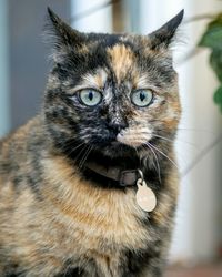 Close-up portrait of cat