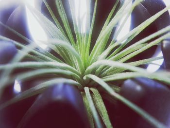 Close-up of plant