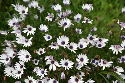 High angle view of white flowering plants on field