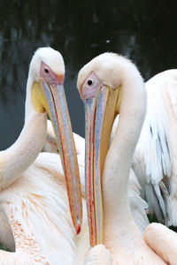 Close-up of pelican in water