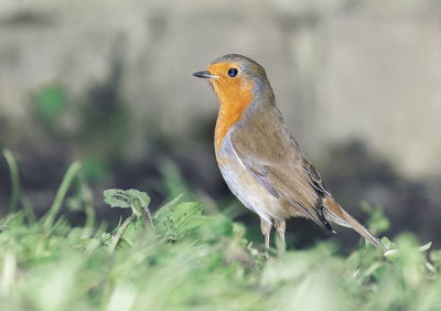 Close-up of a bird