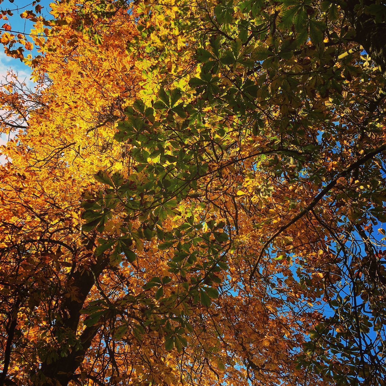 LOW ANGLE VIEW OF AUTUMNAL TREE