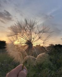 Close-up of hand holding dandelion against sky