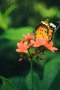 Close-up of butterfly pollinating on flower