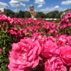 Close-up of pink flower